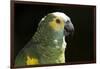 Green and Yellow Parrot-Lynn M^ Stone-Framed Photographic Print