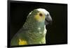 Green and Yellow Parrot-Lynn M^ Stone-Framed Photographic Print