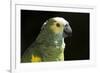 Green and Yellow Parrot-Lynn M^ Stone-Framed Photographic Print