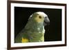 Green and Yellow Parrot-Lynn M^ Stone-Framed Photographic Print