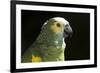 Green and Yellow Parrot-Lynn M^ Stone-Framed Photographic Print