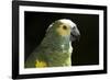 Green and Yellow Parrot-Lynn M^ Stone-Framed Photographic Print