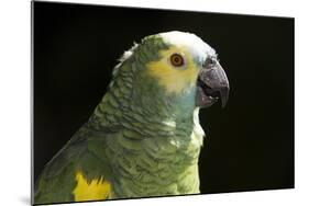 Green and Yellow Parrot-Lynn M^ Stone-Mounted Photographic Print