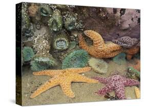 Green Anemones and Sea Stars, Cape Kiwanda State Park, Oregon, USA-Stuart Westmoreland-Stretched Canvas