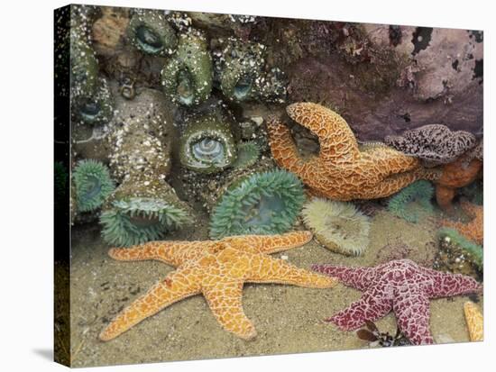 Green Anemones and Sea Stars, Cape Kiwanda State Park, Oregon, USA-Stuart Westmoreland-Stretched Canvas