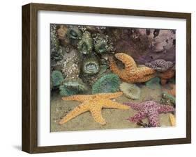 Green Anemones and Sea Stars, Cape Kiwanda State Park, Oregon, USA-Stuart Westmoreland-Framed Premium Photographic Print