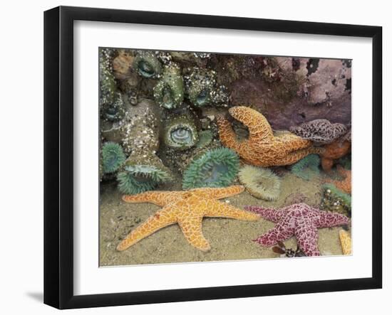 Green Anemones and Sea Stars, Cape Kiwanda State Park, Oregon, USA-Stuart Westmoreland-Framed Premium Photographic Print