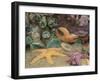 Green Anemones and Sea Stars, Cape Kiwanda State Park, Oregon, USA-Stuart Westmoreland-Framed Premium Photographic Print