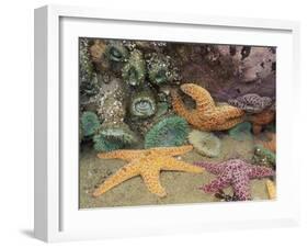 Green Anemones and Sea Stars, Cape Kiwanda State Park, Oregon, USA-Stuart Westmoreland-Framed Premium Photographic Print