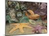 Green Anemones and Sea Stars, Cape Kiwanda State Park, Oregon, USA-Stuart Westmoreland-Mounted Premium Photographic Print