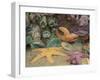 Green Anemones and Sea Stars, Cape Kiwanda State Park, Oregon, USA-Stuart Westmoreland-Framed Photographic Print