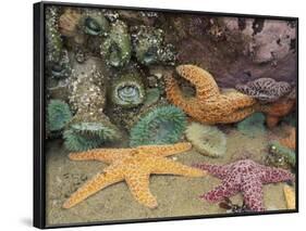 Green Anemones and Sea Stars, Cape Kiwanda State Park, Oregon, USA-Stuart Westmoreland-Framed Photographic Print