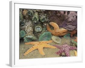 Green Anemones and Sea Stars, Cape Kiwanda State Park, Oregon, USA-Stuart Westmoreland-Framed Photographic Print