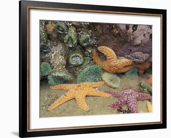Green Anemones and Sea Stars, Cape Kiwanda State Park, Oregon, USA-Stuart Westmoreland-Framed Photographic Print