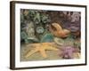 Green Anemones and Sea Stars, Cape Kiwanda State Park, Oregon, USA-Stuart Westmoreland-Framed Photographic Print