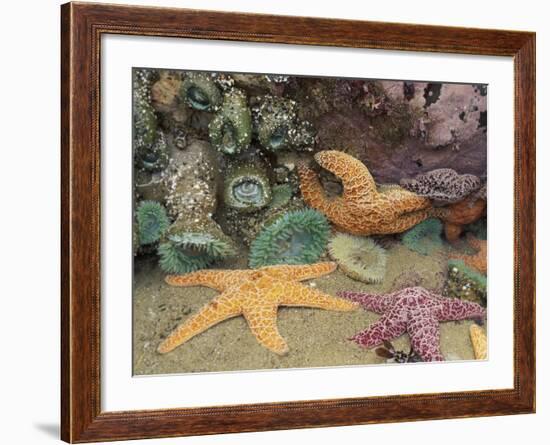 Green Anemones and Sea Stars, Cape Kiwanda State Park, Oregon, USA-Stuart Westmoreland-Framed Photographic Print