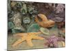 Green Anemones and Sea Stars, Cape Kiwanda State Park, Oregon, USA-Stuart Westmoreland-Mounted Photographic Print