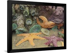 Green Anemones and Sea Stars, Cape Kiwanda State Park, Oregon, USA-Stuart Westmoreland-Framed Photographic Print