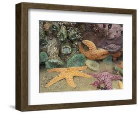 Green Anemones and Sea Stars, Cape Kiwanda State Park, Oregon, USA-Stuart Westmoreland-Framed Photographic Print