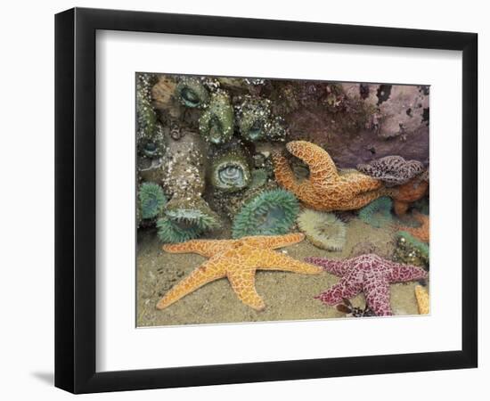 Green Anemones and Sea Stars, Cape Kiwanda State Park, Oregon, USA-Stuart Westmoreland-Framed Photographic Print