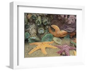 Green Anemones and Sea Stars, Cape Kiwanda State Park, Oregon, USA-Stuart Westmoreland-Framed Photographic Print