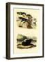 Green Anole, 1833-39-null-Framed Giclee Print