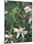 Green Anole, Juvenile, Texas, USA-Rolf Nussbaumer-Mounted Photographic Print