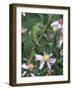 Green Anole, Juvenile, Texas, USA-Rolf Nussbaumer-Framed Photographic Print