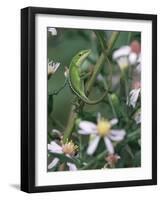Green Anole, Juvenile, Texas, USA-Rolf Nussbaumer-Framed Photographic Print