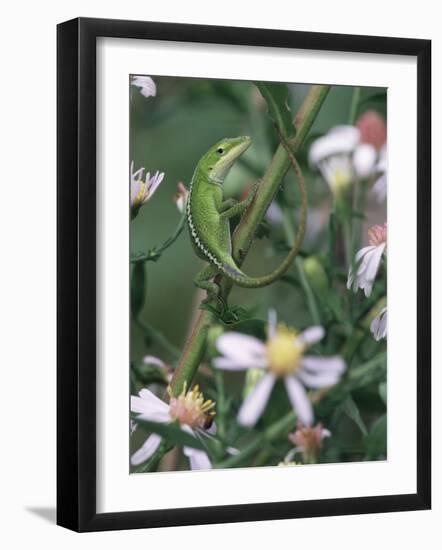 Green Anole, Juvenile, Texas, USA-Rolf Nussbaumer-Framed Photographic Print