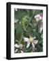 Green Anole, Juvenile, Texas, USA-Rolf Nussbaumer-Framed Photographic Print