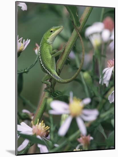 Green Anole, Juvenile, Texas, USA-Rolf Nussbaumer-Mounted Photographic Print