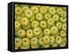 Green Apple Spread-Ditz-Framed Stretched Canvas