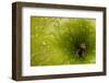 Green Apple Top-Steve Gadomski-Framed Photographic Print