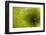 Green Apple Top-Steve Gadomski-Framed Photographic Print