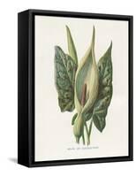 Green Arum-Gwendolyn Babbitt-Framed Stretched Canvas