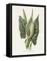 Green Arum-Gwendolyn Babbitt-Framed Stretched Canvas