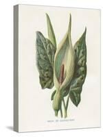 Green Arum-Gwendolyn Babbitt-Stretched Canvas