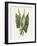 Green Arum-Gwendolyn Babbitt-Framed Art Print