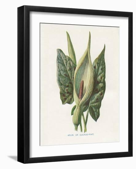 Green Arum-Gwendolyn Babbitt-Framed Art Print