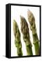 Green Asparagus Close-Up of Tips-null-Framed Stretched Canvas