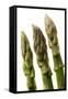 Green Asparagus Close-Up of Tips-null-Framed Stretched Canvas