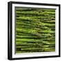 Green Asparagus Spears-Dave King-Framed Photographic Print