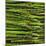 Green Asparagus Spears-Dave King-Mounted Photographic Print