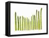 Green Asparagus-null-Framed Stretched Canvas