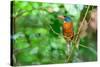 Green-backed kingfisher perched on vine, Indonesia-Nick Garbutt-Stretched Canvas