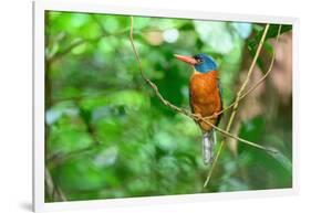 Green-backed kingfisher perched on vine, Indonesia-Nick Garbutt-Framed Photographic Print