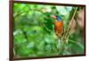 Green-backed kingfisher perched on vine, Indonesia-Nick Garbutt-Framed Photographic Print