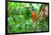 Green-backed kingfisher perched on vine, Indonesia-Nick Garbutt-Framed Photographic Print