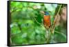 Green-backed kingfisher perched on vine, Indonesia-Nick Garbutt-Framed Stretched Canvas